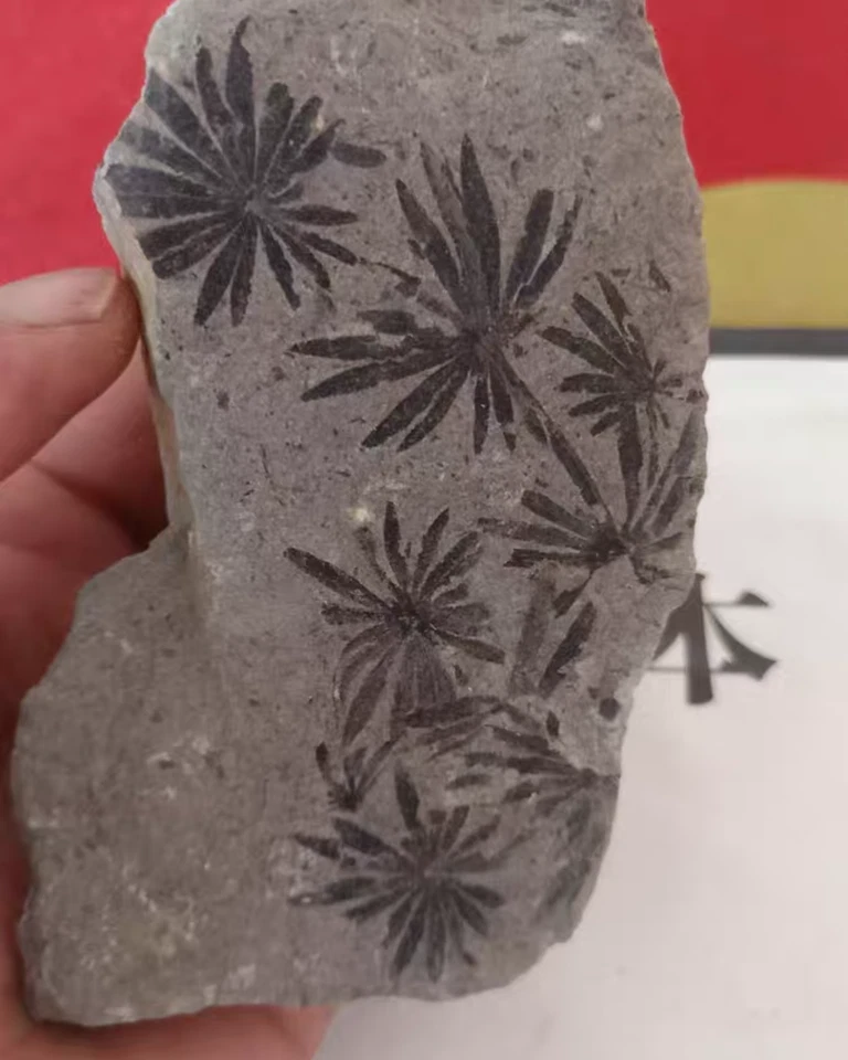 Fossil of whorled plants Natural Devonian prehistoric Jurassic biota Fossils - Image 1 of 4