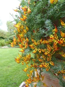 002722A Kanarische Hornklee Lotus berthelotii 5 Samen Kletterpflanze - Bild 1 von 1