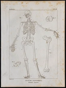 1825 - Skelett Humain - Gravur Antik - Anatomie & Squelettologie - Bild 1 von 3
