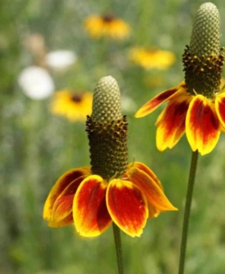 1000 Mexican Hat flower seeds native drought tolerant deer resistant (1000 Seed) - Image 1 of 3