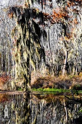 Phinizy Swamp - Fotografía abstracta de naturaleza de bellas artes por Bear8Photo Foto 1 de 4