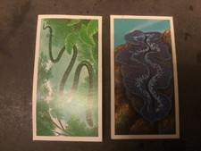 BROOKE BOND-INCREDIBLE CREATURES - #16 and #31 - Giant Clam, Paradise Tree Snake