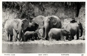 Uganda, África Oriental, Elefantes (1964) Skulina RPPC Postal 821 - Imagen 1 de 2