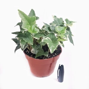 English Ivy Live Plant 4" Pot with soil "Glacier Ivy" Pet Friendly Plant - Picture 1 of 6