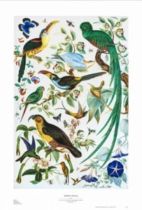 John Audubon Fantasy 1992 Tropical Birds Insects  23.5x34 in - Picture 1 of 5