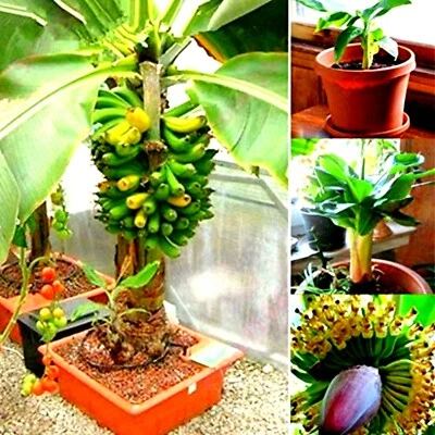 Baby dwarf banana bonsai banana plant fresh bonsai seeds rare banana type banana - Image 1 of 4
