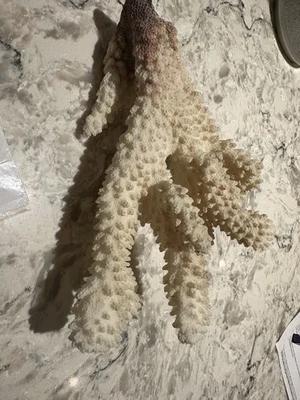 Vintage Genuine Piece of Coral - Image 1 of 4