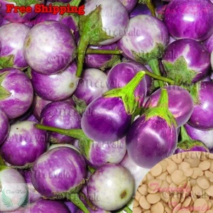 Round Purple Eggplant Seeds | Indian Eggplant Seeds | Vegetable Seeds - Picture 1 of 1