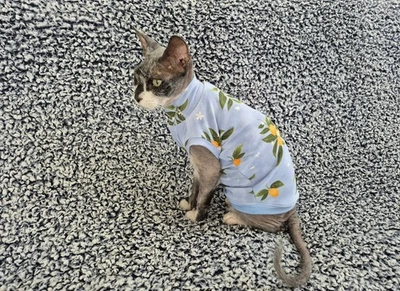 Handmade Sphynx Cat Clothes Cat Clothes Bambino Cat Clothes Sphynx Cat Shirt Cat - Image 1 of 4
