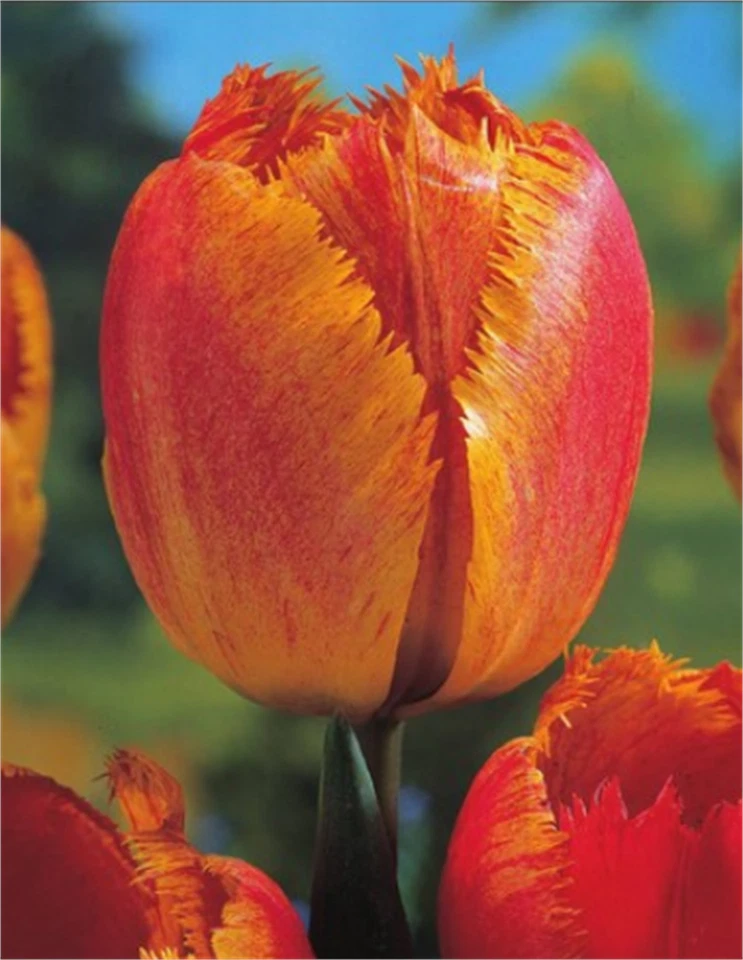 20 Gefranste Tulpen Fringed Solstice Tulpenzwiebeln Lieferbar ab 9.9. - Bild 1 von 1