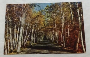 Famous Birch Road In Shelburne, New Hampshire. Postcard (S2) - Picture 1 of 2