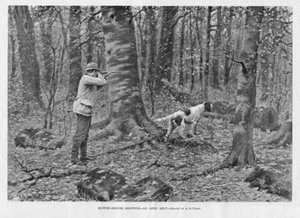 HUNTING RUFFED GROUSE SHOOTING AN OPEN SHOT BY A. B. FROST DOG POINTER HUNT - Picture 1 of 1