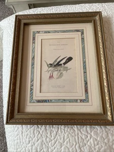 The Naturalist's Library Ornathology by Henry G. Bohn Framed Print 9.5 x 11.5 In - Picture 1 of 4