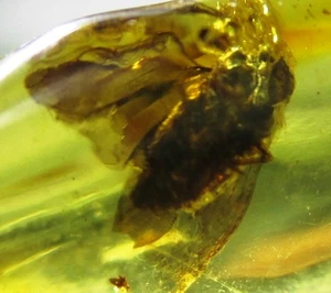 Interesante insecto volador en ámbar fósil - República Dominicana - Imagen 1 de 4