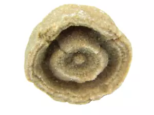 Stromatolite Fossile Marocco Piccolo 35,38 grammi - Foto 1 di 6