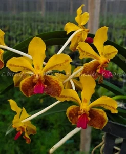 Vanda BLO Redland Ambers  (V. lamellata x M.V. Tannins)         *FRAGRANT - Picture 1 of 3
