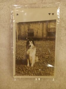 Vintage Rough Collie Dog Postcard Lassie Dog Postcard
