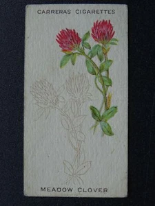 No.14 THE MEADOW CLOVER Wild Flower Art by Carreras Ltd 1923 - Picture 1 of 1