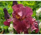Red Masterpiece Bearded Iris - Blue Buddha Farm - Easy to Grow Perennial