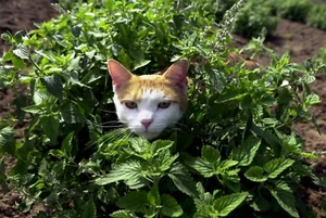 500+ Catnip Seed, Heirloom NON-GM, Fresh Seeds, A Favorite of Your Furry Friends - Picture 1 of 7