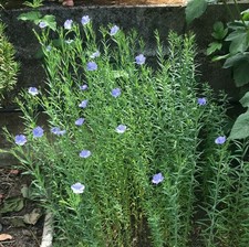 Semillas de lino para plantar - Linum Usitatissimum - 100 ud