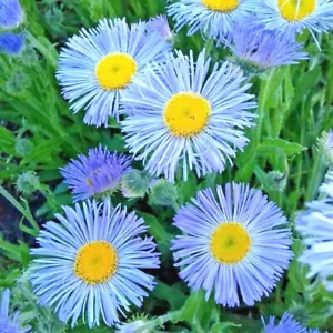 500+BLUE FLEABANE Aspen Daisy Seeds Native Wildflower Drought Cold Container - Picture 1 of 9