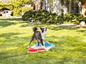 Top Paw Summer Popsicle Splash Pad for Pets Adjustable Dog Splash Toy - Picture 1 of 5