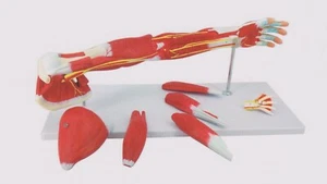 Muskulöser Arm lebensgroß 7 Teile Medizin Lehre Anatomie Modell - Bild 1 von 1