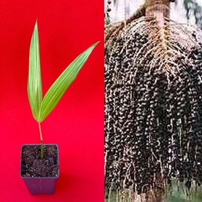 Para Dwarf Acai Euterpe Oleracea Fruit Palm Tree Seedling Starter Plant - Image 1 of 3