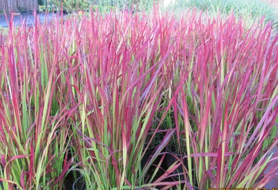Japanisches Blutgras Imperata Red Baron Gräser Rotes Gras - Bild 1 von 4