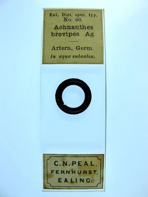 Antique microscope slide by Theodor Eulenstein. Diatoms. Acnanthes brevipes.1868 - Image 1 of 2