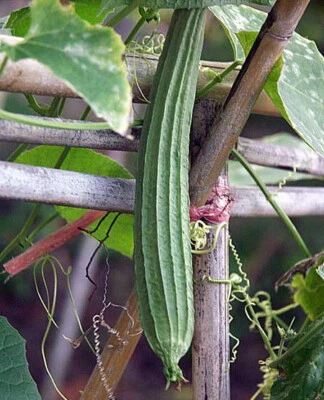 loofa gourd : true breed tropical vegetable seeds - Image 1 of 2