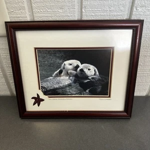 "Impresión fotográfica Sea Otter Secrets Alaska de John Warden enmarcada 9""x11"" estrella de mar usada en excelente estado" - Imagen 1 de 17