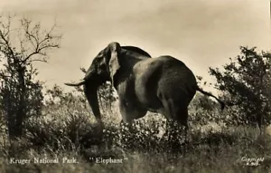 Postal RRPC Sudáfrica, Parque Nacional Kruger, Elefante (1930) - Imagen 1 de 1