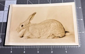 1930s Unusual RABBIT Pet BUNNY Ears Vintage RPPC PHOTO Postcard - Picture 1 of 3