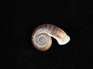 Land Snail Rhiostoma samuiense 23.4mm ID#8790 - Picture 1 of 2