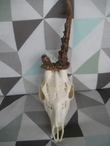 Abnormer Rehbock - Bild 1 von 4