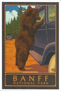 Banff National Pak AB Canada Bear Trouble Lantern Press Montage Postcard NEW