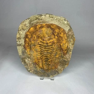 Trilobit Fossil Cambropallas Trilobit Kambriumzeit Marokko, 233 mm UK-Verkäufer - Bild 1 von 3