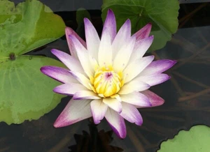 15 SEMILLAS WATER LIFE Purple Joy "Nymphaea Lotus" - Imagen 1 de 1