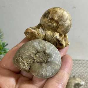 2pc 94g Rare natural rough unpolished conch Ammonite from Nigeria - Photo 1/8
