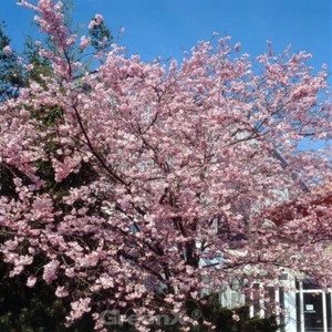 Rosa Winterkirsche 125-150cm - Prunus subhirtella - Bild 1 von 1