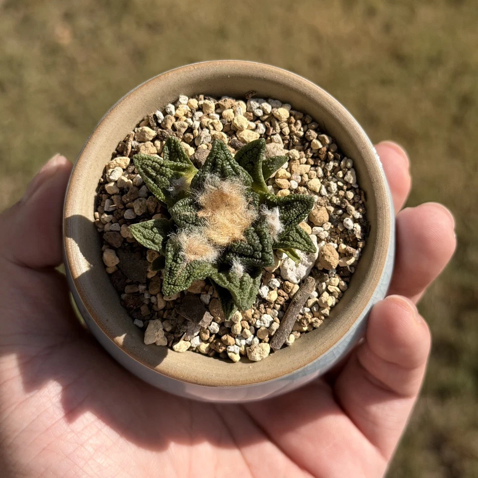 Ariocarpus Hintonii seed grown rare cactus - Image 1 of 4