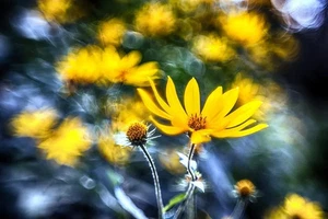 Helios 44M 2/58MM Trioplan modified Soviet lens SRL mount М42 - Picture 1 of 23