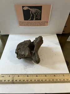 Panthera spelaea grotta asiatica L. Vertebra spina dorsale 10.000++ anni 4,5” CS 304 - Foto 1 di 4