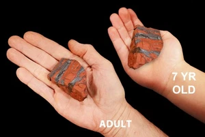 ROTER JASPIS HÄMATIT 2" 2-4 Oz Gestein Mineral Probe Lapidar grober Chakra Stein - Bild 1 von 3