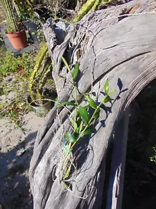 Dendrobium crumentum Bloom size Bare root SPECIES NICE PLANT - Picture 1 of 1