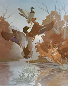 Deer - Stampa firmata Mallards edizione limitata di Richard Sloan - Whitetail - Bird - Foto 1 di 1