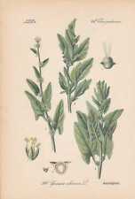 Echte Spinat (Spinacia oleracea) Gartenspinat THOME Lithographie von 1886 
