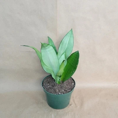 Sansevieria Moonshine Snake Plant – 4” Pot Easy Care Air Purifying Houseplant - Image 1 of 4